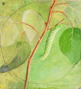 Sphinx Caterpillar, opinnäytetyö kirjaa varten Concealing Coloration in the Animal Kingdom varten. tekijältä Abbott Handerson Thayer