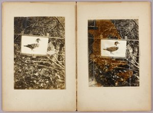 Stencil Ducks, opintokansio kirjaa Concealing Coloration in the Animal Kingdom varten. tekijältä Abbott Handerson Thayer