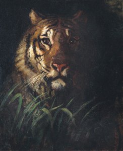 Tiikerin pää, n. 1874.