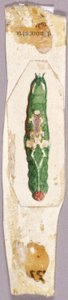 White Birch Leaf Edge Caterpillar, tutkimus kirjaa varten Concealing Coloration in the Animal Kingdom varten. tekijältä Abbott Handerson Thayer