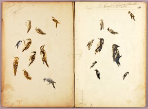 Tikka, tutkimuskansio kirjaa "Concealing Coloration in the Animal Kingdom" varten tekijältä Abbott Handerson Thayer