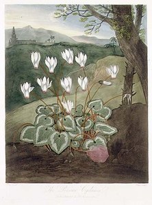Persialainen syklaami, Elmesin kaiverrus, Robert Thorntonin Floran temppelistä, pub. 1804 (väri litho) tekijältä Abraham (after) Pether