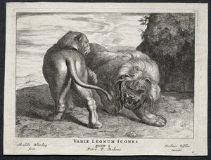 Erilaisia lioneita