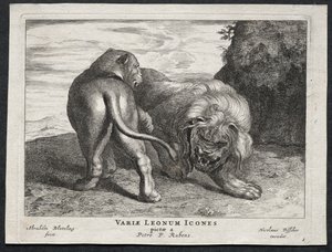 Erilaisia lioneita
