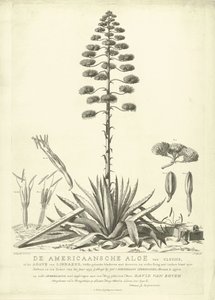 Kukkiva amerikkalainen aloe, 1757 Clusiuksen amerikkalainen aloe tai Linnaeuksen agave (...) Kukkii vuoden kesällä 1757, kirjoittanut Jac: Schuurmans Stkehooven, Leidenin kukkakauppias (otsikko esineessä) tekijältä Abraham Delfos