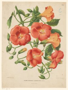 Bignonia Tecoma (bignonia) grandiflora (otsikko esineessä) tekijältä Abraham Jacobus Wendel