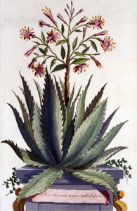 Aloe Serrata major umbellifera, kirjasta "Phytographia Curiosa", julkaistu 1702