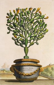 Opuntia Maior Augustifolia, Phytographia Curiosasta, julkaistu 1702