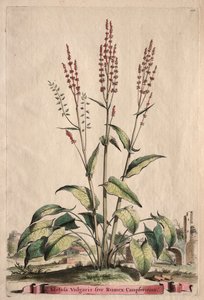 Phytographia Curiosa: Acetosa Vulgaris sive Rumex Canpferinus.