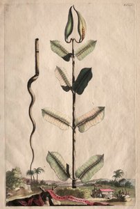 Utelias fytografia: Apocynum Virginianum