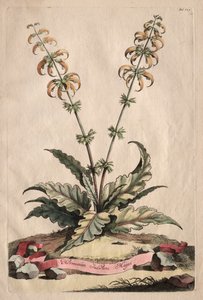 Phytographia Curiosa: Intian suurhorminus tekijältä Abraham Munting