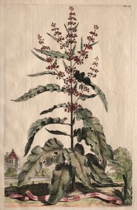 Utelias fysiikka: Lapathum Longifolium Curlum tekijältä Abraham Munting