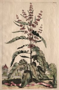 Curious Phytographia: Lappathum Longifolium Crispum. tekijältä Abraham Munting