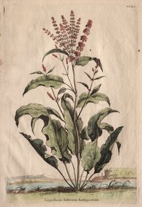 Utelias fysiografia: Muinaisten Lapathum Sativum