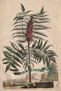 Phytographia Curiosa: Sumach Arbor tekijältä Abraham Munting
