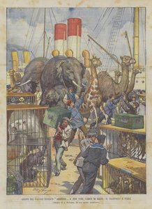 Saksalaisen Abessinian-höyrylaivan saapuminen New Yorkiin täynnä petoja, kuljetus maahan