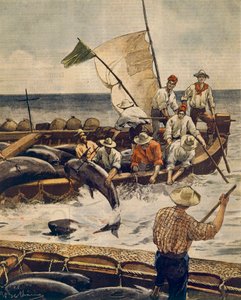 Achille Beltramen (1871-1945) poikkeuksellinen tonnikalan kalastus Piana Islandilla Sardiniassa La Domenica del Corrieresta, 30. kesäkuuta 1900 tekijältä Achille Beltrame