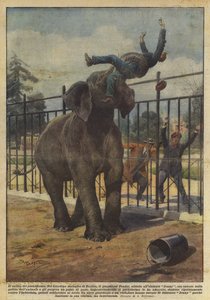 Pachydermin rikos