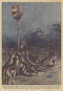 Tiikereiden piiritys