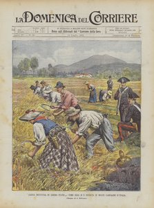 Free Harvest in the Free State, kuinka se alkoi monissa italialaisissa kampanjoissa