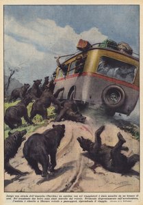 Anatolian (Turkki) tien varrella karhulauma hyökkäsi kuuden matkustajan bussiin
