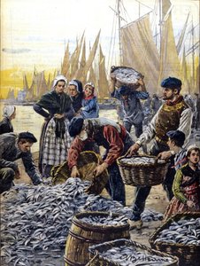 Sardiinin kalastus Bretagnen 1903 kuvitus: Achille Beltrame tekijältä Achille Beltrame