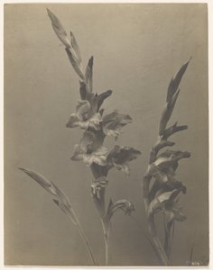 [Gladiolus] tekijältä Achille Quinet