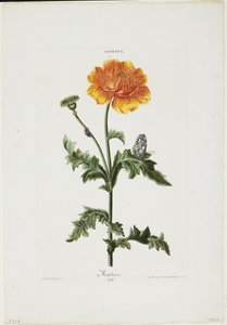 Papauer I. 106. Morpheus, Hortus Nitidissimis, 1773 (käsinvärinen kaiverrus) tekijältä Adam Louis Wirsing
