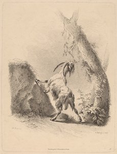 Vuohi maisemassa, 1805. tekijältä Adam von Bartsch