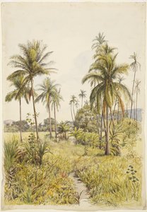 Palmut, Colima (akvarelli)