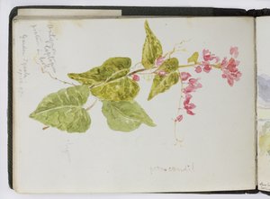 Luonnoskirja vesiväreistä, piirustuksia ja muistiinpanoja, Meksiko, 1896-1898 (akvarelli) tekijältä Adela Breton