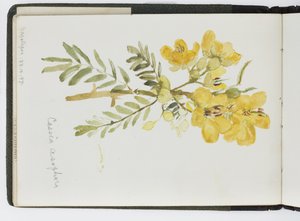 Luonnoskirja vesiväreistä, piirustuksia ja muistiinpanoja, Meksiko, 1896-1898 (akvarelli) tekijältä Adela Breton