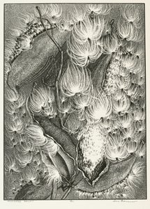 Milkweed Baletti tekijältä Adolf Ernst Meissner