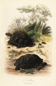 Aldabra jättiläiskilpikonna, Aldabrachelys gigantea, haavoittuvainen