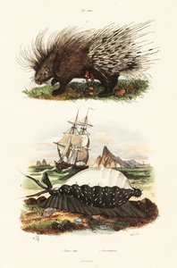 Harjapiikki ja tiikeri cowrie.