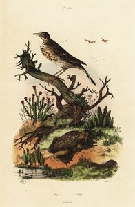Niittypipit ja Surinamin rupikonna.