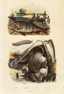 Ahven, helmiosteri, samettimato ja nyöritys.,1834-1839 (kaiverrus)