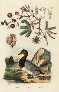 Meriinkivääri, pochard ja herkkä kasvi. ,1834-1839 (kaiverrus) tekijältä Adolph (after) Fries