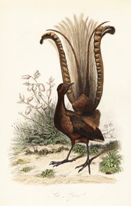 Loistava lyrelintu, Menura novaehollandiae, la Lyre ja väärä atsalea, Menziesia ferruginea