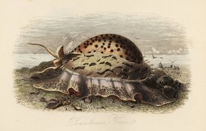 Tiger cowrie, Cypraea tigris