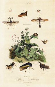 Treehoppers., 1834-1839 (kaiverrus) tekijältä Adolph (after) Fries