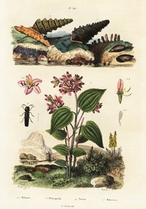 Trumpettietanat, sotilaskuoriaiset ja Clidemia., 1834-1839 (kaiverrus) tekijältä Adolph (after) Fries