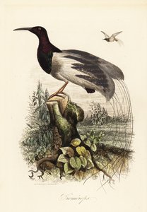 12-lankainen paratiisin lintu, Seleucidis melanoleucus
