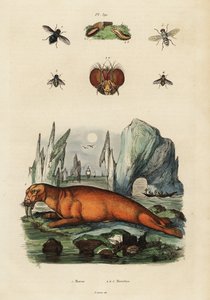 Mursu ja kärpäset. ,1834-1839 (kaiverrus) tekijältä Adolph (after) Fries