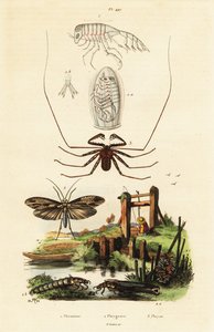 Piiskaa hämähäkki ja caddisfly.