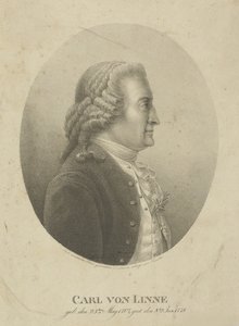 Carl Linnaeuksen muotokuva 1707-1778, n. 1800. tekijältä Adolph Friedrich Kunike