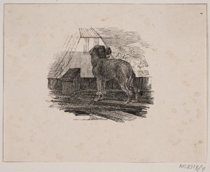 Villakoira koira tekijältä Johan Adolph Kittendorff