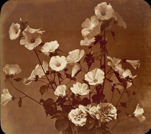 [Flower Study, Rose of Sharon], n. 1854.