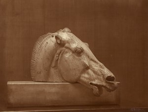 [Hevosen pää Parthenonin frontonista, British Museum] tekijältä Adolphe Braun