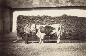 [Palkinto Bull] tekijältä Adolphe Braun